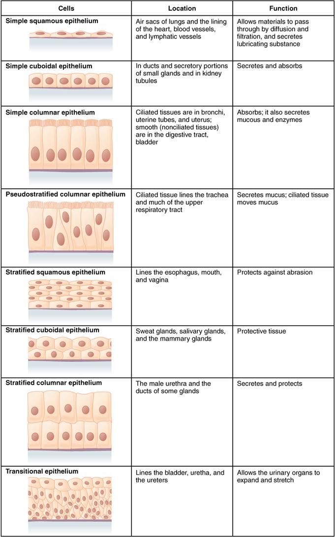 423_Table_04_02_Summary_of_Epithelial_Tissue_CellsN.jpg