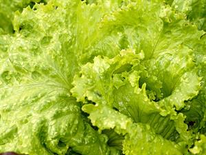 salad-3560274_1920.jpg