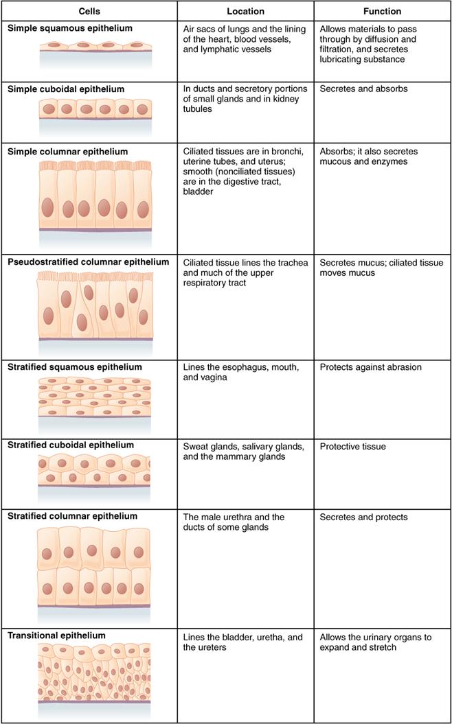 423_Table_04_02_Summary_of_Epithelial_Tissue_CellsN.jpg