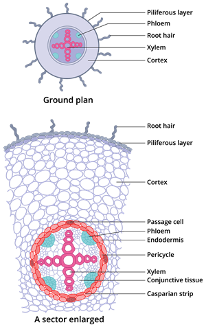 dicot root.png