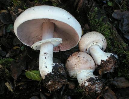 Agaricushondensis71317.jpg