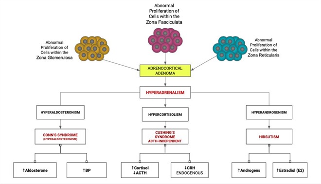 Adrenal_Cortex_Pathology.png