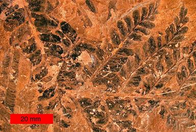800px-FossilFernLeavesPennsylvanianOhio1234 (1).jpg