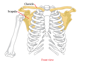 1280px-Pectoral_girdle_front_diagram.svg.png