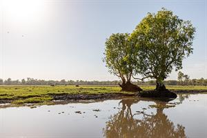 800px-Kakadu_(AU),_Kakadu_National_Park,_Yellow_Water_--_2019_--_3983.jpg