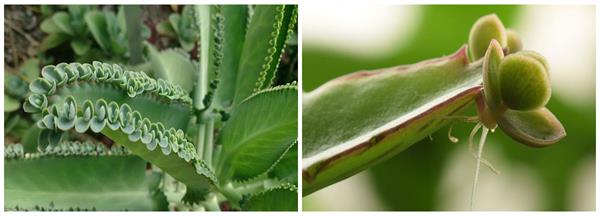 leaf propagation.jpg