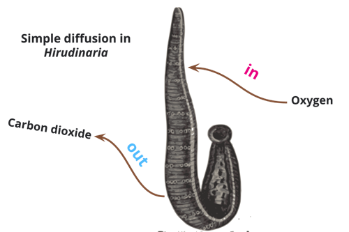 Designing - Bio Divya (1).png