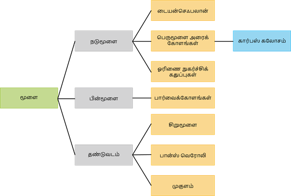 YCIND20220907_4452_Divya - Structural organisation of animals 2_11.png