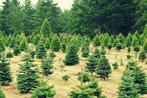 christmas_trees_xmas_farm_seasons_holidays_wallpaper_winter-998230.jpg!d