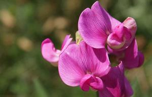 800px-Sweet-pea-flower.jpg