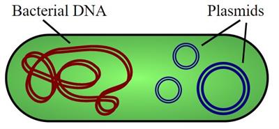 plasmids.jpg
