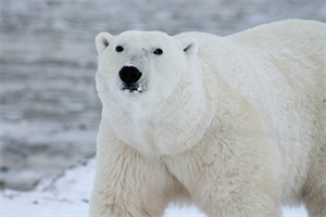 polar-bear-ga2b3b8204_640.png