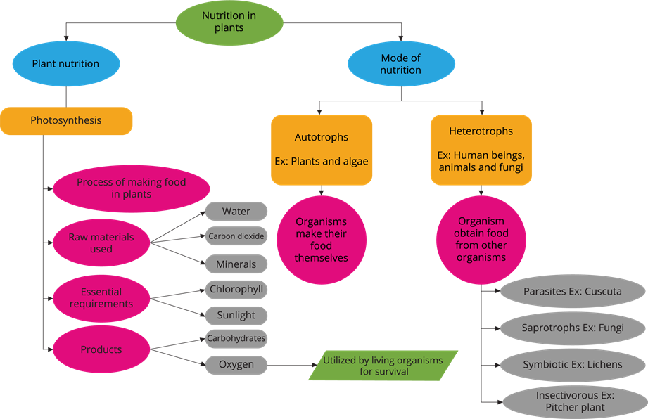 Nutrition in plants.png