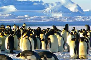 emperor-penguins-429127_1280.jpg
