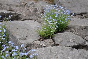 flowers in rock.jpg