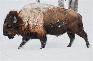 bison-pix.jpg