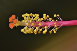 hibiscus-4264438_1280.jpg