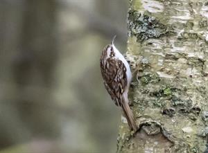 tree-creeper-4911787_1920.jpg