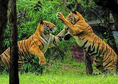 1024px-Royal_bengal_tiger_play.jpg