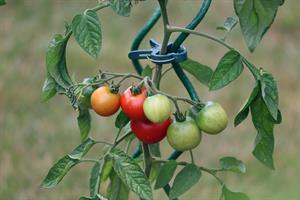 tomatoes-5414735_1920.jpg