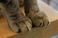 paws-pix.jpg