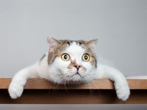 shutterstock_1276621966.jpg