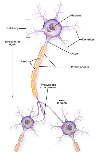 Neuron_Part_1 (1).png