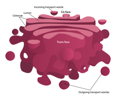 512px-Golgi_apparatus_(borderless_version)-en.svg.png