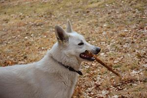 white-dog-2154722_1920.jpg