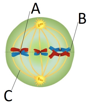metaphase plate.jpg