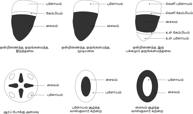 YCIND20220804_4089_Plant anatomy and physiology_02.png