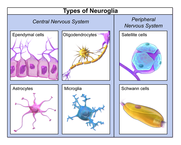 Blausen_0870_TypesofNeuroglia.png