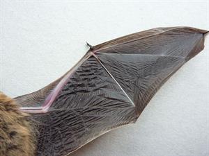 800px-Bat-wing_underside.jpg