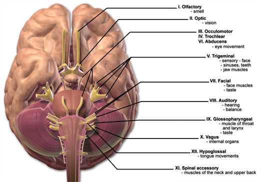 CranialNerves3.png