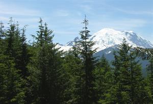 Tsuga_heterophylla_near_Rainier.jpg