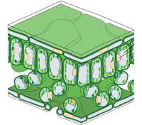 leaf_tissue.jpg