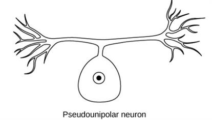 pseucounipolar.jpg