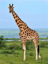 giraffe.jpg