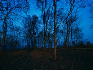 The isolated desert.jpg