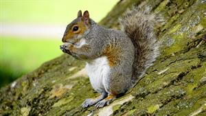 grey-squirrel-1451040_1920.jpg