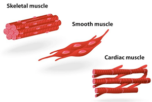500px-Types_of_muscle.webp.png