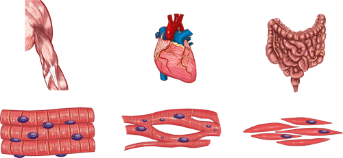 YCIND_220524_3829_muscle types.png