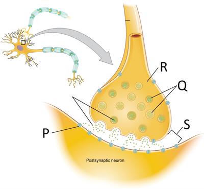 receptors final.jpg