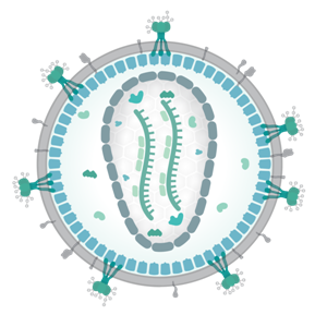 600px-Retrovirus.png