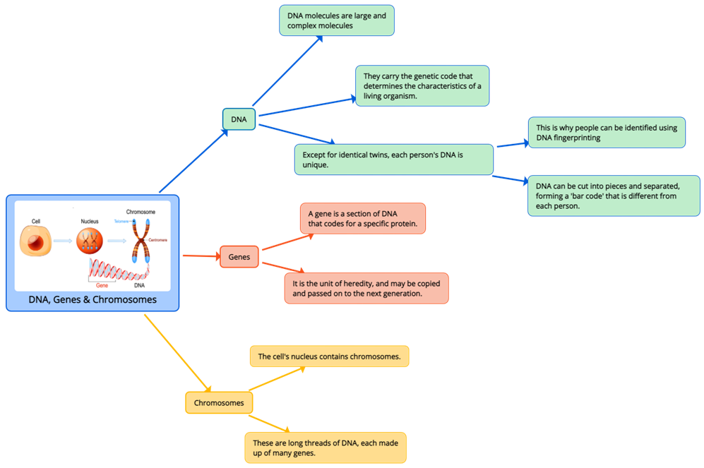 DNA, Genes & Chromosomes.png