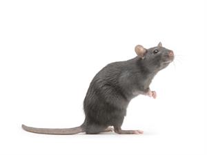 rat.jpg