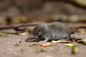 shrew-1339117_1920.jpg