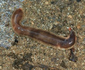 New_Zealand_flatworm_4.jpg
