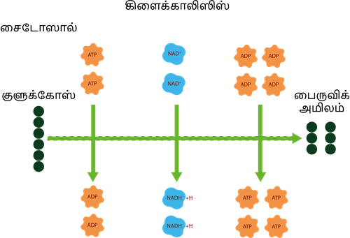 YCIND20220821_4275_Plant anatomy_03.png