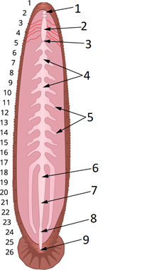 Digestivesystemque.png